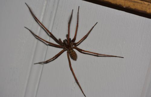 Eratigena sp.